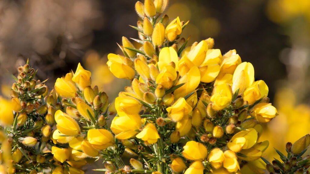 A planta brasileira que fortalece o fígado e é fácil de cultivar
