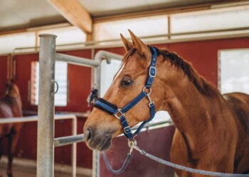Por que os cavalos dormem em pé e o que isso significa