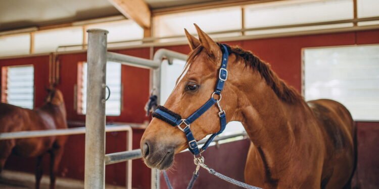 Por que os cavalos dormem em pé e o que isso significa