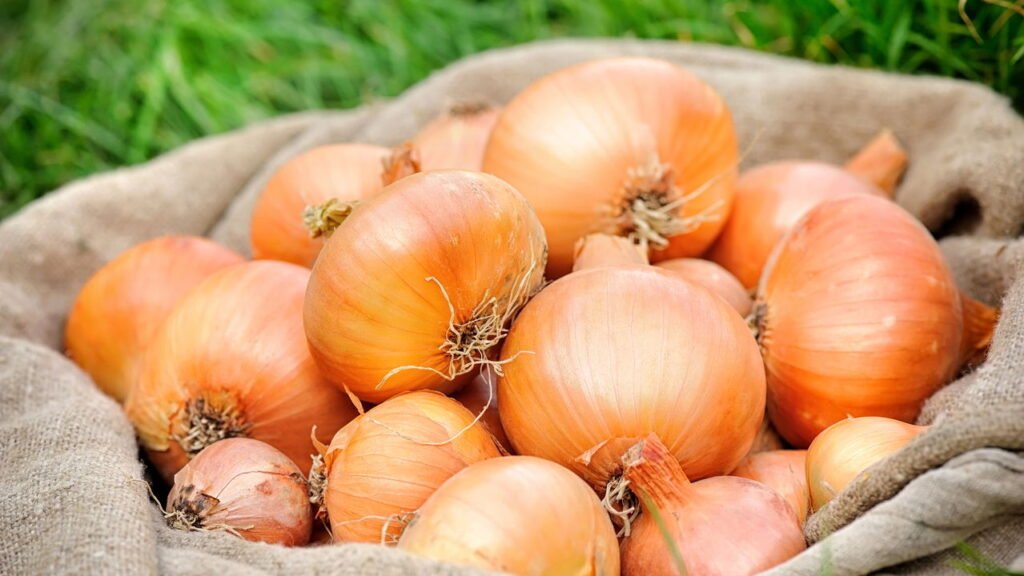 Se você tiver cascas de cebola, não as jogue fora: por que é recomendado fervê-las e o que elas fazem.
