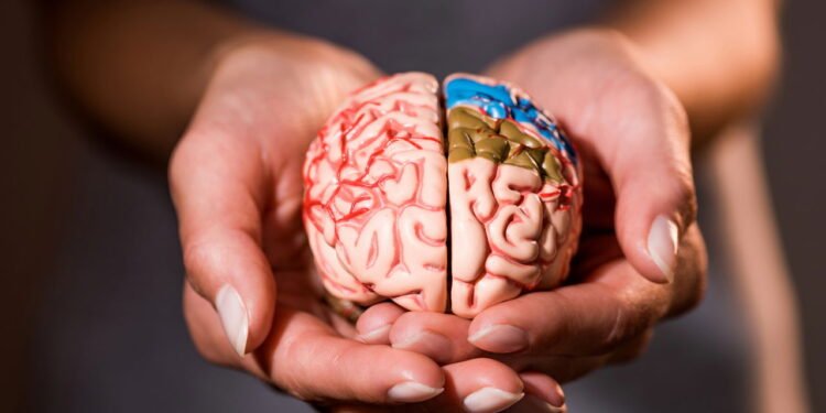 Cérebro - Créditos: depositphotos.com / KostyaKlimenko
