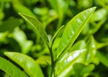 A planta brasileira que cuida do fígado e é fácil de cultivar em casa