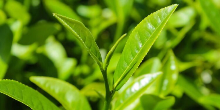 Chá-verde // Créditos: depositphotos.com / thanthip_ying.hotmail.com