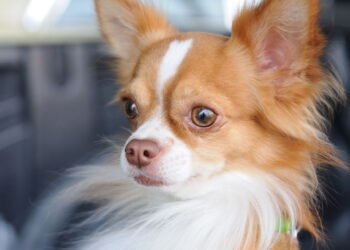 7 raças de cães que são ótimas companheiras para trabalhar em casa, dizem veterinários