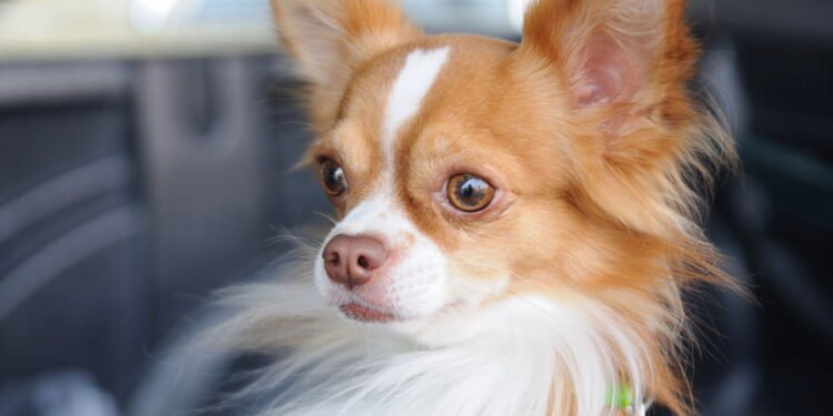 7 raças de cães que são ótimas companheiras para trabalhar em casa, dizem veterinários