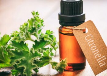 Conheça os benefícios secretos da Citronela na sua saúde e se surpreenda