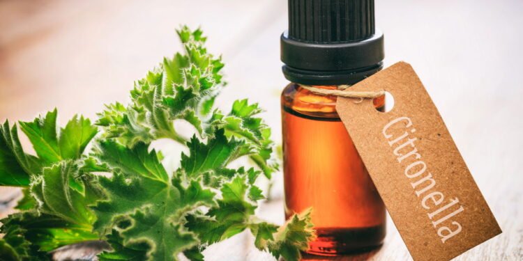 Citronela - Créditos: depositphotos.com / gioiak2