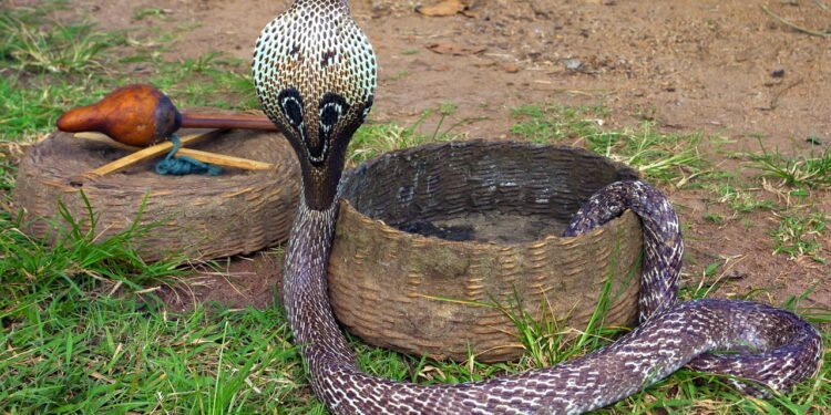 O que significa sonhar com cobras segundo a psicologia