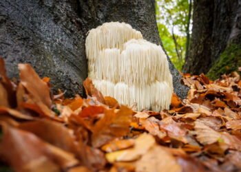 Estudo revela qual alimento é capaz de regenerar neurônios e fortalecer a memória