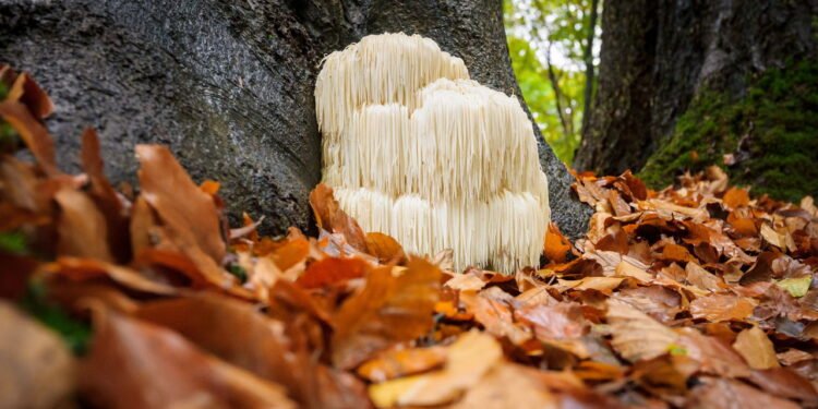 Seus compostos mostraram capacidades para reparar células danificadas - Créditos: depositphotos.com / fotografiecor