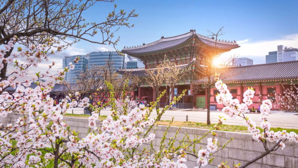 Esta época do ano transforma a Coreia do Sul em um cenário cheio de flores