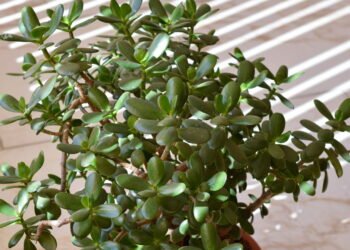 A planta poderosa que atrai prosperidade e saúde para sua casa