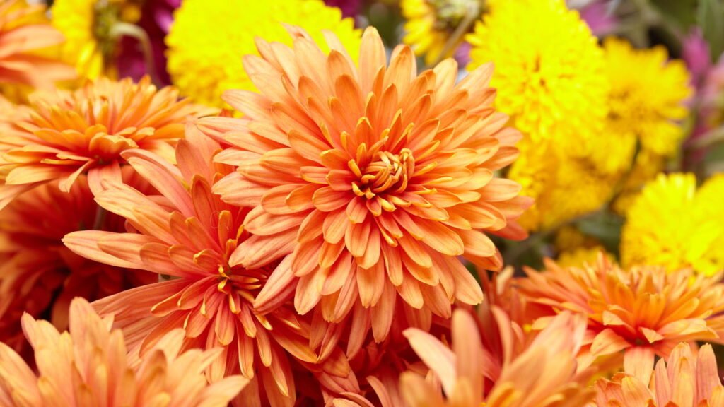 Nem orquídea nem rosa: a flor que simboliza abundância e prosperidade, segundo a cultura japonesa