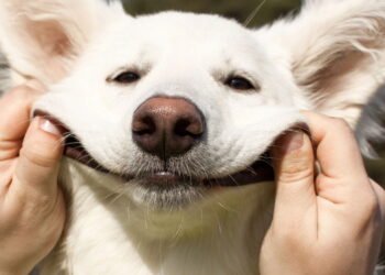 O poder do riso para aumentar a felicidade, bem-estar e longevidade