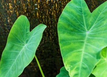 Por que a Taioba é considerada um superalimento?