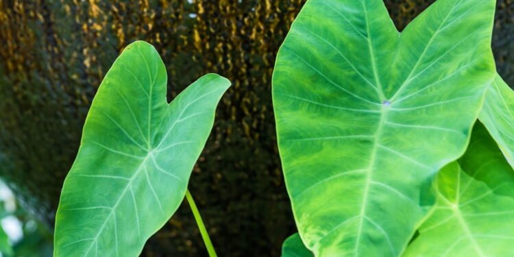 Taioba - Créditos: depositphotos.com / Appstock