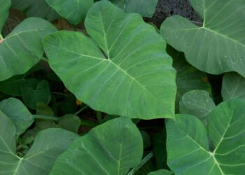 Por que a Taioba é considerada um superalimento?