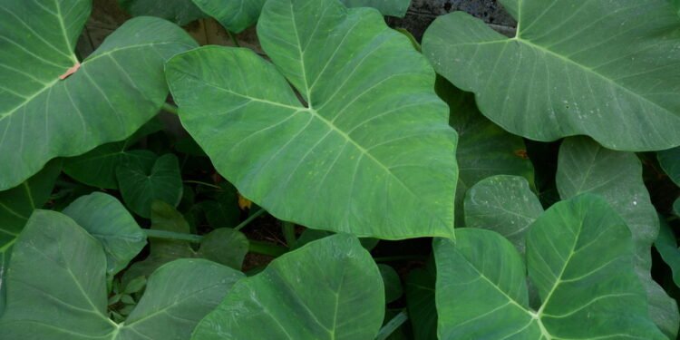 Taioba - Créditos: depositphotos.com / weerapong.lalong