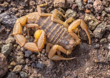 As 3 plantas aromáticas que afastam escorpiões da sua casa
