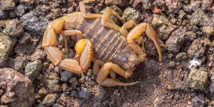 Escorpiões em casa - Créditos: depositphotos.com / CreativeNature