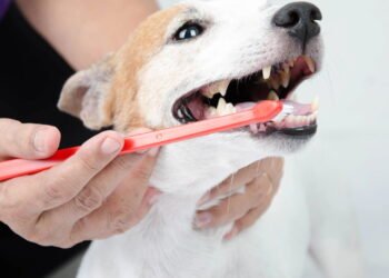 9 alternativas de higiene dental para animais de estimação que odeiam escovas de dentes