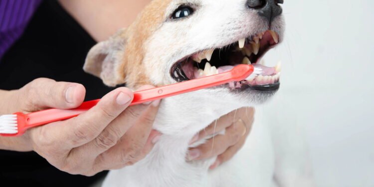 9 alternativas de higiene dental para animais de estimação que odeiam escovas de dentes