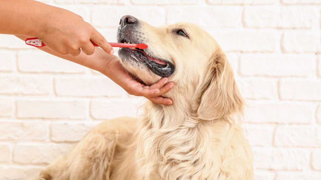 9 alternativas de higiene dental para animais de estimação que odeiam escovas de dentes