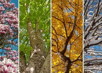 Qual estação do ano representa você de acordo com sua data de nascimento