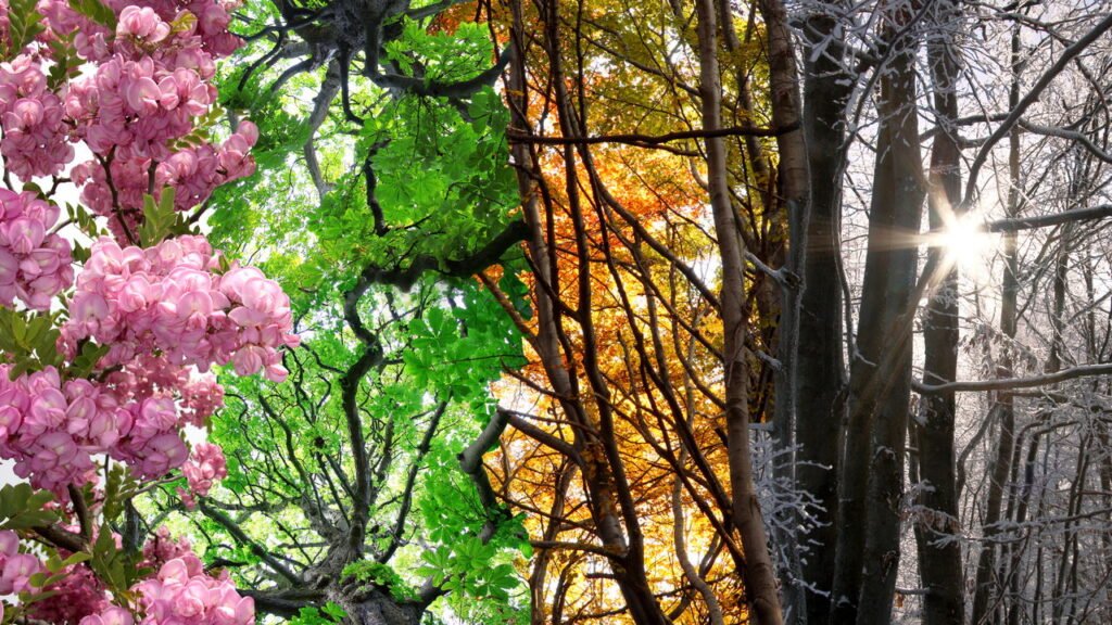 Qual estação do ano representa você de acordo com sua data de nascimento