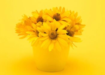 Onde colocar flores amarelas em sua casa para atrair alegria e otimismo, segundo o Feng Shui