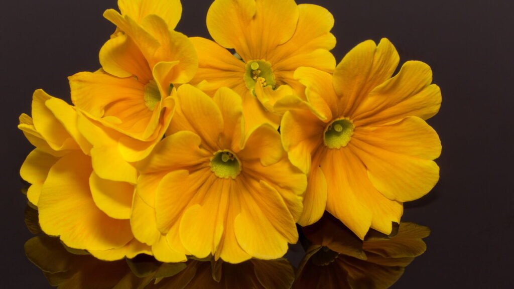 Onde colocar flores amarelas em sua casa para atrair alegria e otimismo, segundo o Feng Shui