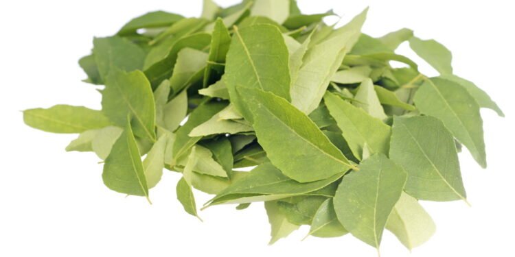 Benefícios para a saúde de comer folhas de caril com o estômago vazio