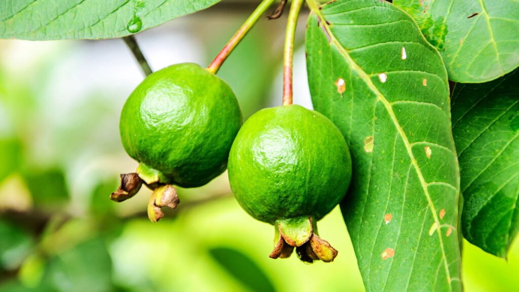 O chá simples que melhora a digestão e ajuda no controle do colesterol