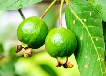 O chá simples que melhora a digestão e ajuda no controle do colesterol