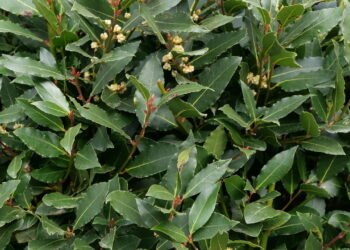 Onde colocar um pote com folhas de louro para atrair dinheiro em setembro, segundo o feng shui