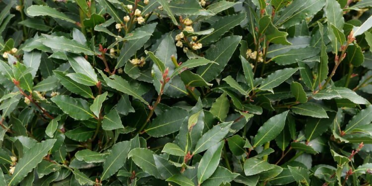 Onde colocar um pote com folhas de louro para atrair dinheiro em setembro, segundo o feng shui