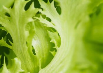 Folhas verdes no tupperware: por que você deve armazená-las com um guardanapo na base