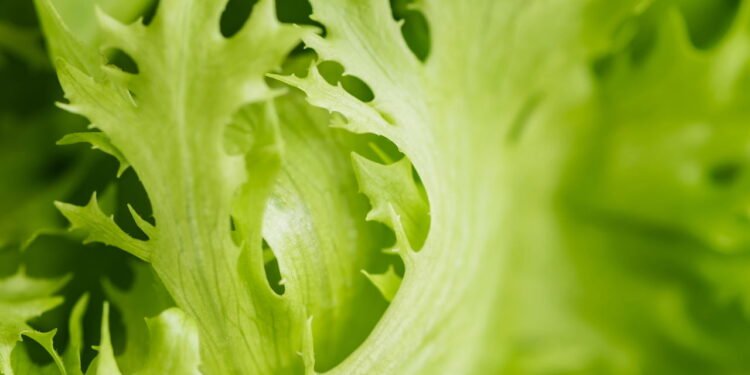 Folhas verdes no tupperware: por que você deve armazená-las com um guardanapo na base