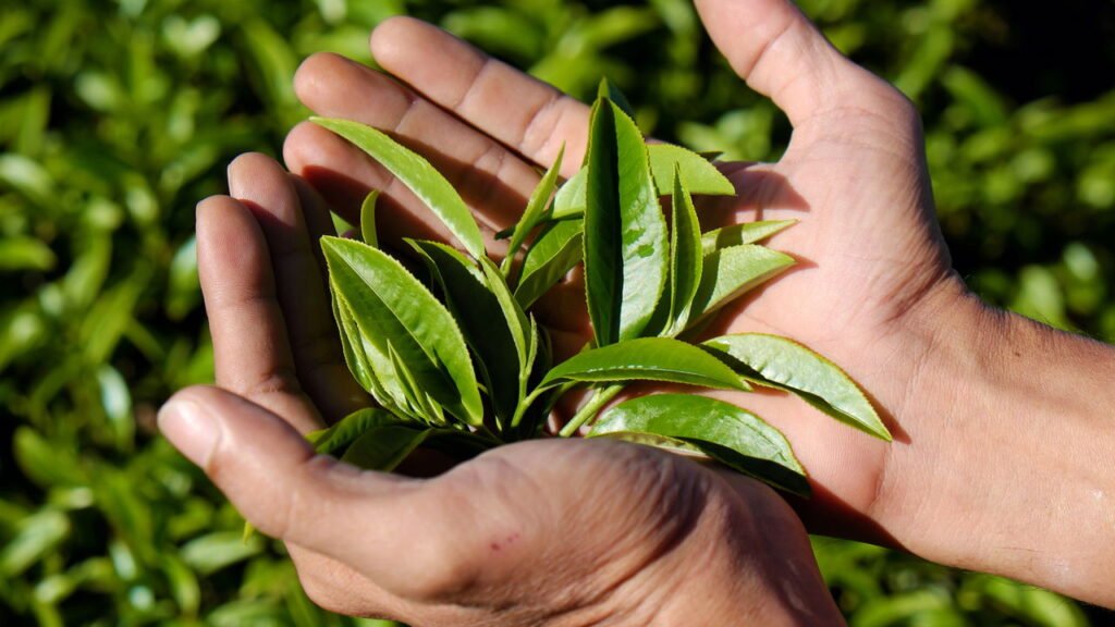 Folhas verdes no tupperware: por que você deve armazená-las com um guardanapo na base