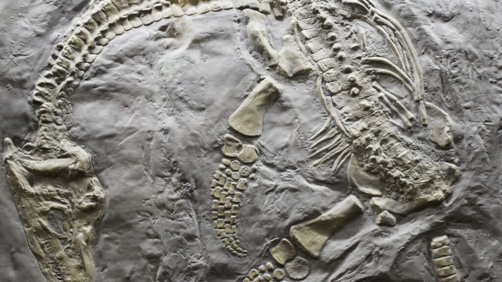 Cientistas encontram fóssil do que pode ter sido o predador com o canino mais antigo do mundo