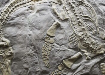 Cientistas encontram fóssil do que pode ter sido o predador com o canino mais antigo do mundo