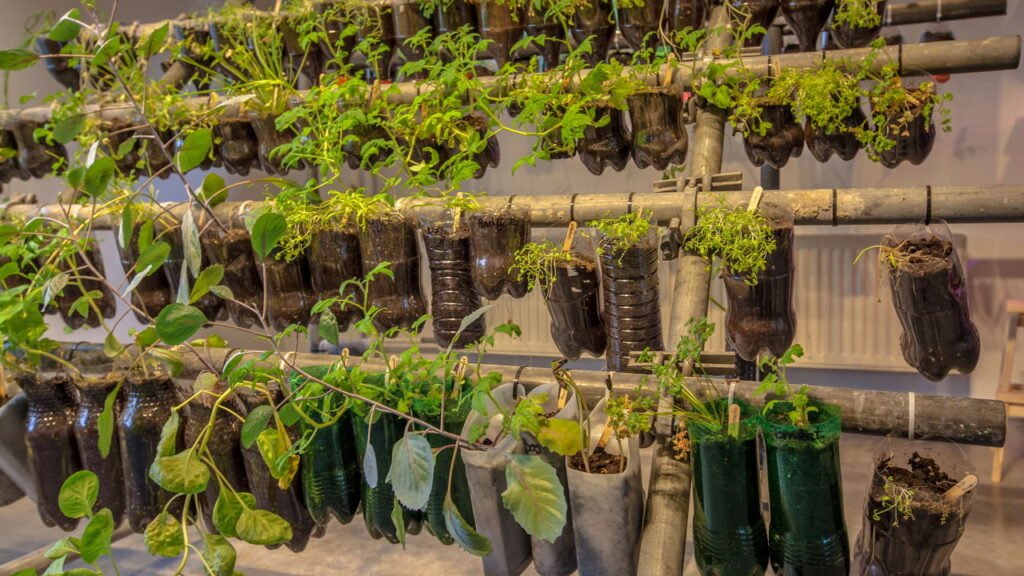 O segredo com garrafas pet que todo jardineiro precisa conhecer