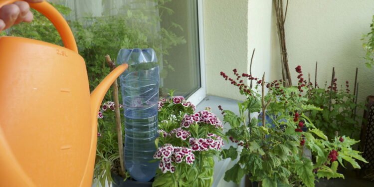 O segredo com garrafas pet que todo jardineiro precisa conhecer