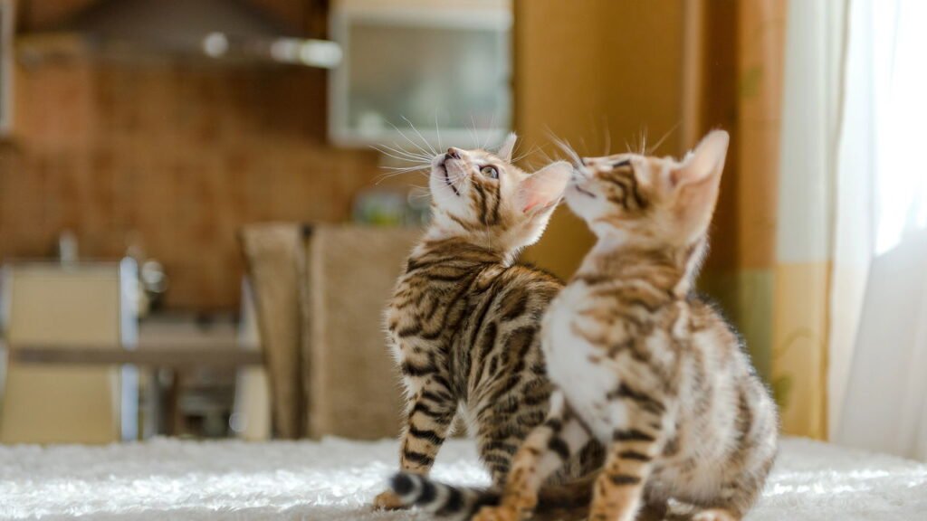 Por que é tão difícil adestrar gatos e como lidar com eles