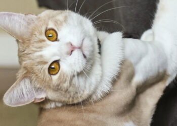 Não pegue nem repreenda: como evitar que seu gato arranhe móveis e poltronas, segundo especialistas.