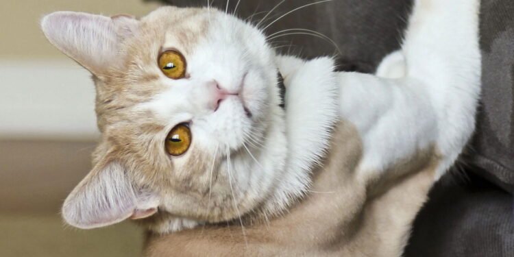 Não pegue nem repreenda: como evitar que seu gato arranhe móveis e poltronas, segundo especialistas.