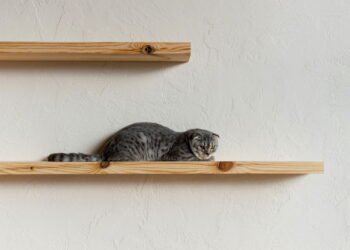 O que significa para o seu gato deitar sobre suas coisas, de acordo com veterinários