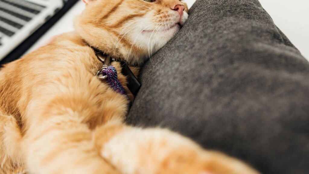 O que significa para o seu gato deitar sobre suas coisas, de acordo com veterinários