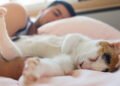 Segundo a psicologia, as pessoas que dormem na mesma cama que seus animais de estimação geralmente apresentam 7 características