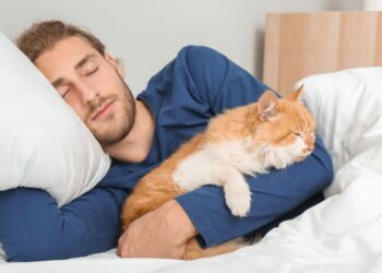 O que significa para o seu gato dormir em você, segundo veterinários